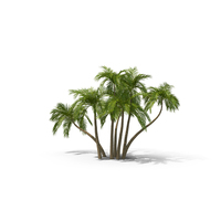 Palms PNG & PSD Images