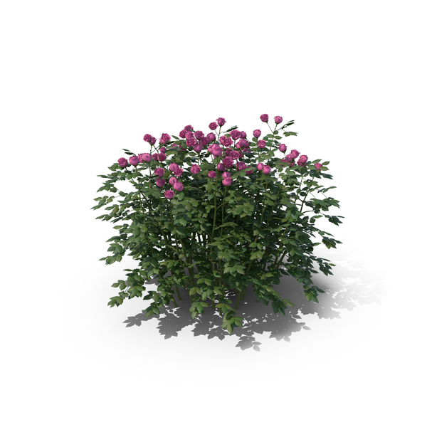 Rose Bush PNG & PSD Images