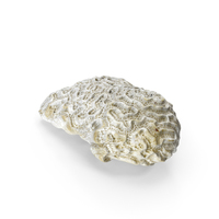 Brain Coral PNG & PSD Images