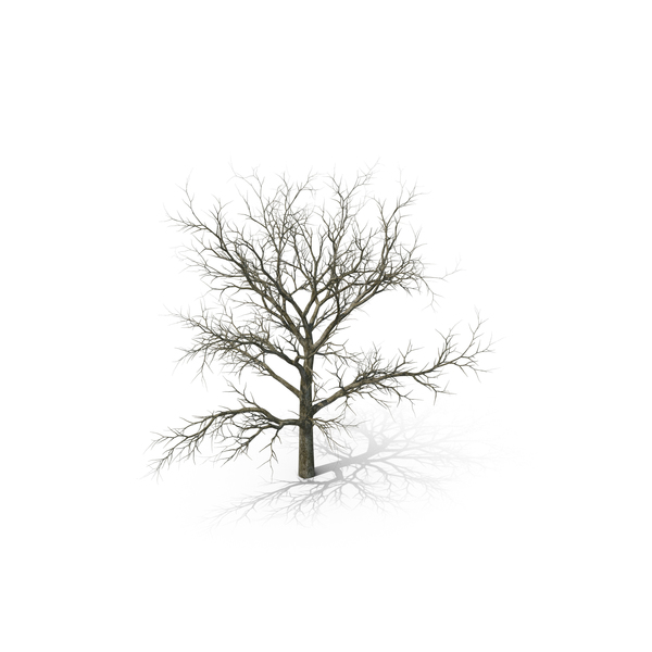 White Oak Tree Winter PNG & PSD Images