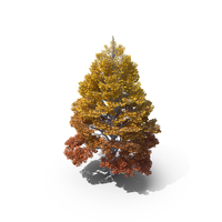 Linden Tree Autumn PNG & PSD Images