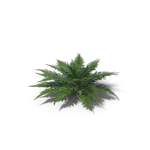 Fern PNG & PSD Images