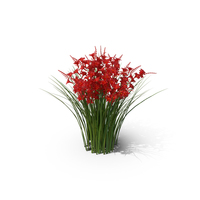Crocosmia PNG & PSD Images