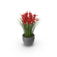 Crocosmia in Pot PNG & PSD Images