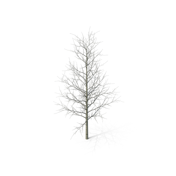 Young Yellow Poplar Tree Winter PNG & PSD Images