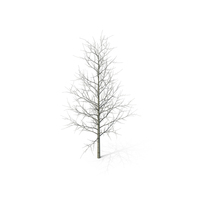 Young Yellow Poplar Tree Winter PNG & PSD Images