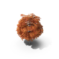 Maple Tree PNG & PSD Images