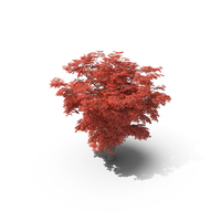 Red Maple Tree PNG & PSD Images