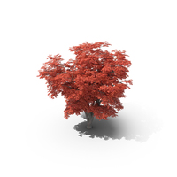 Red Maple Tree PNG & PSD Images