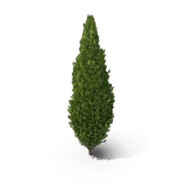 Cupressus Tree PNG & PSD Images