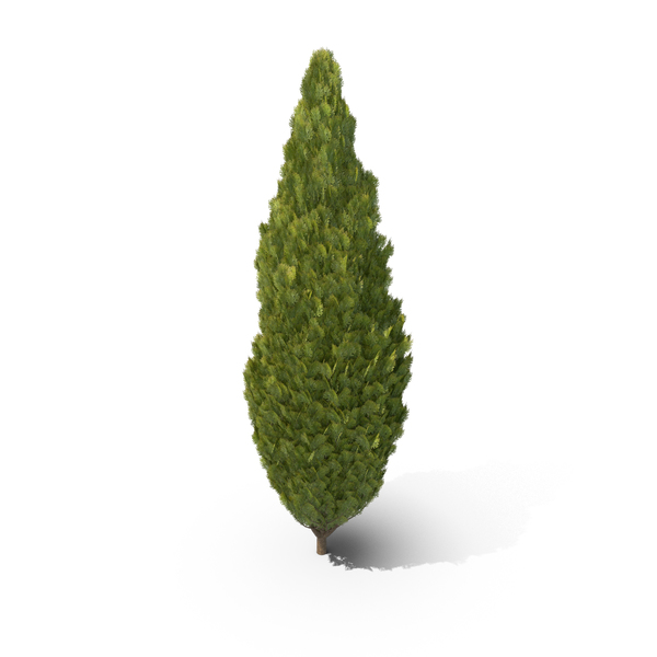 Cupressus Tree Thick PNG & PSD Images