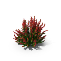 Barberry Green with Red PNG & PSD Images