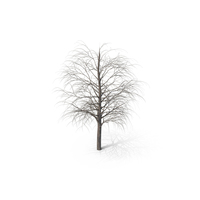 Bare Maple Tree PNG & PSD Images