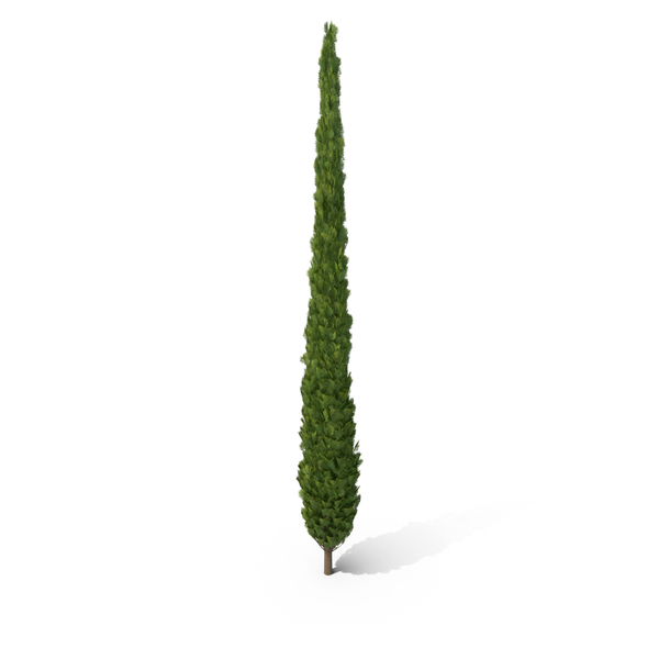 Cupressus PNG & PSD Images