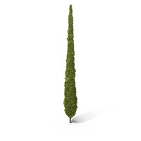 Cupressus PNG & PSD Images