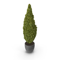 Cupressus in Pot PNG & PSD Images