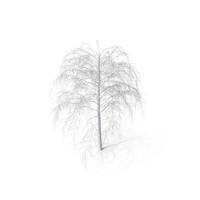 Winter Birch Tree PNG & PSD Images