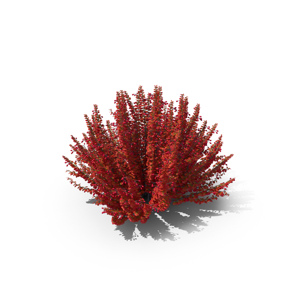 Barberry Red PNG & PSD Images