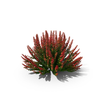 Barberry Bush PNG & PSD Images