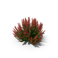 Barberry Bush PNG & PSD Images