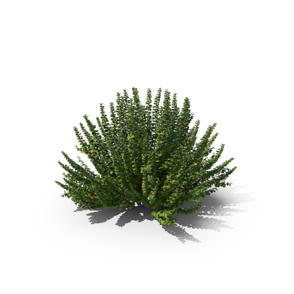 Barberry Bush Green PNG & PSD Images