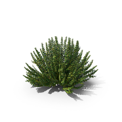 Shrubs PNG Images & PSDs for Download | PixelSquid