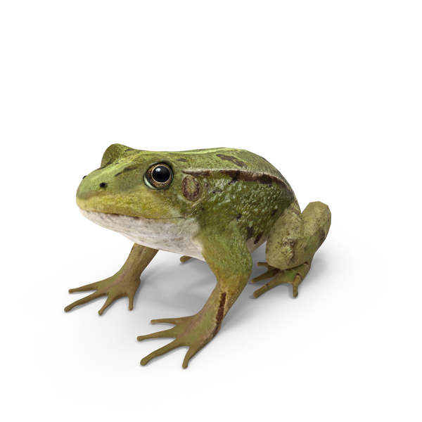 Frog PNG & PSD Images