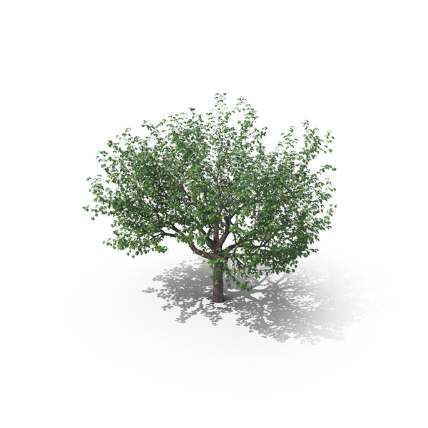 Cherry Tree PNG & PSD Images