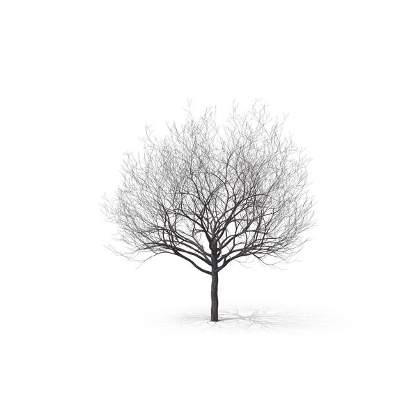 Cherry PNG & PSD Images