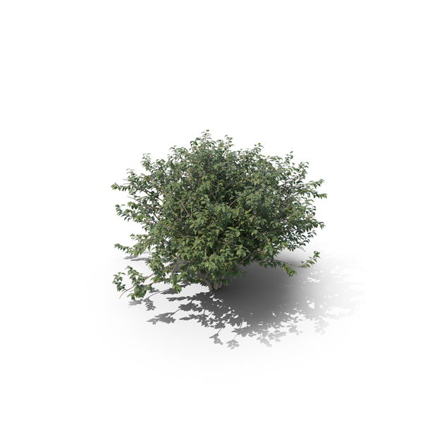 Lilac Bush PNG & PSD Images