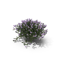 Lilac PNG & PSD Images