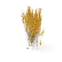 Yellow Ivy PNG & PSD Images