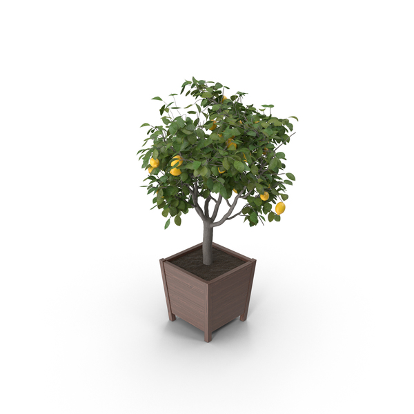 Lemon Tree without Lemons PNG Images & PSDs for Download | PixelSquid