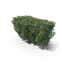 Trimmed Boxwood PNG & PSD Images