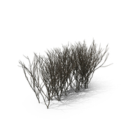 Bare Boxwood PNG & PSD Images