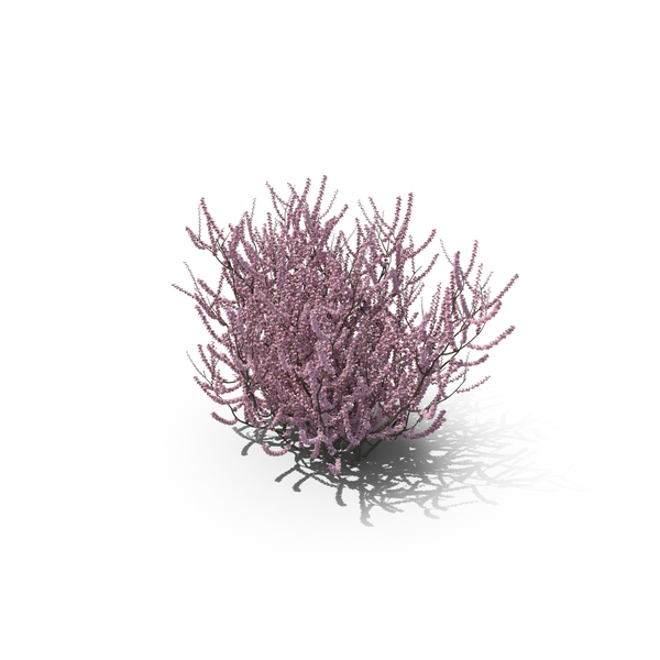 Flowering Almond Bush PNG & PSD Images