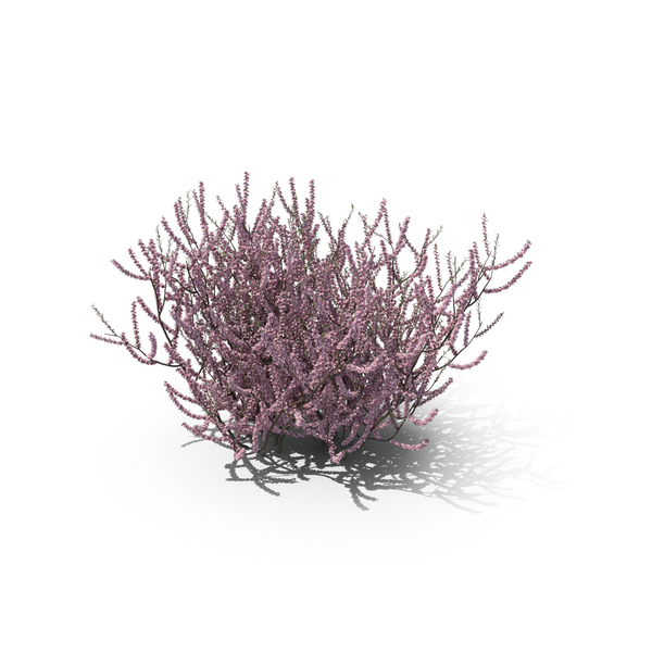 Flowering Almond Bush PNG & PSD Images