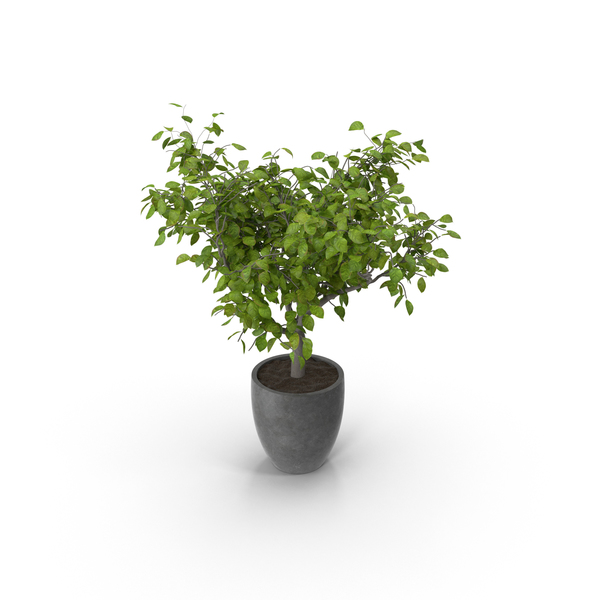 Potted Lemon Tree PNG & PSD Images