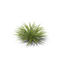 Spider Plant PNG & PSD Images