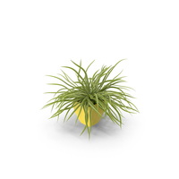 Potted Spider Plant PNG & PSD Images