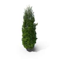 Poplar Summer PNG & PSD Images