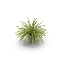 Spider Plant PNG & PSD Images