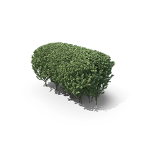Boxwood PNG & PSD Images