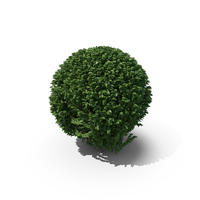 Trimmed Boxwood Shrub PNG & PSD Images