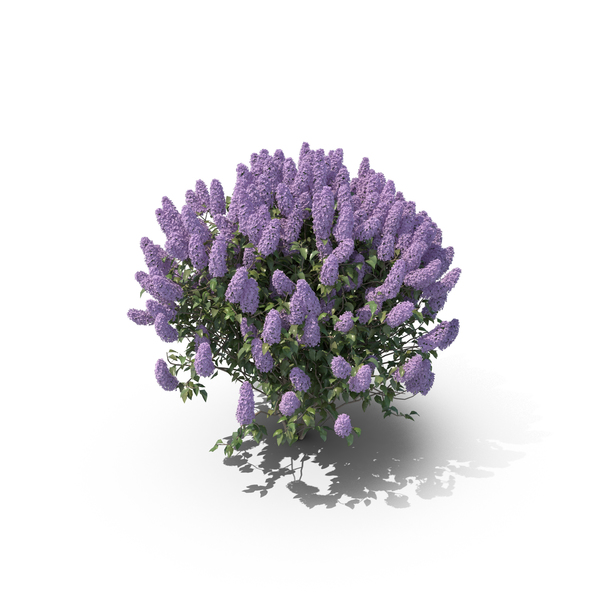 Lilac PNG & PSD Images