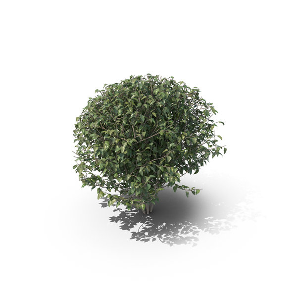 Lilac PNG & PSD Images