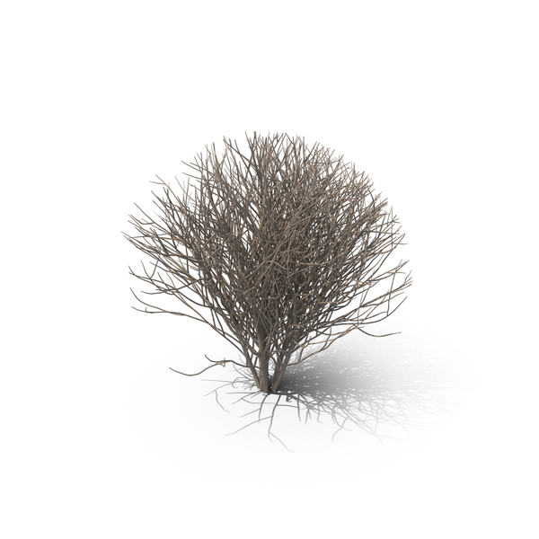 Lilac PNG & PSD Images