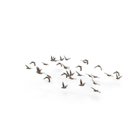 Flock of Ducks PNG & PSD Images