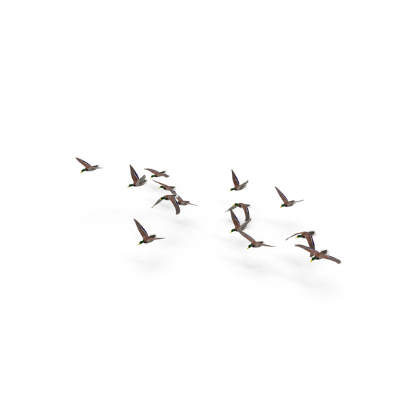 Flock of Ducks PNG & PSD Images
