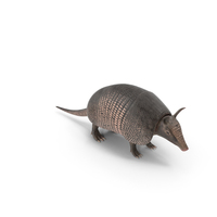 Armadillo PNG & PSD Images